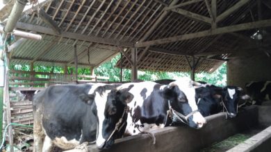 Salah satu peternakan sapi di Dusun Brau, Kota Batu. (Foto : Intan Refa)