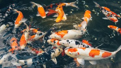 ikan koi (unsplash.com/Timur Garifov)