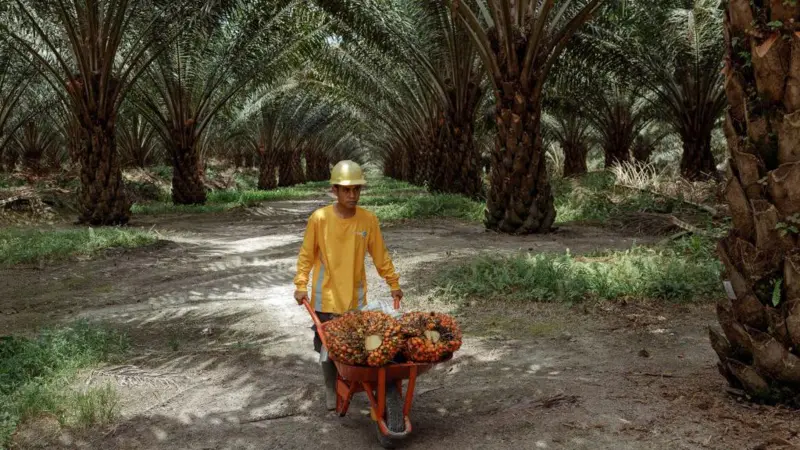 Seorang pekerja memanen sawit di Kotawaringin, Kalimantan. (Foto : BBC Indonesia)