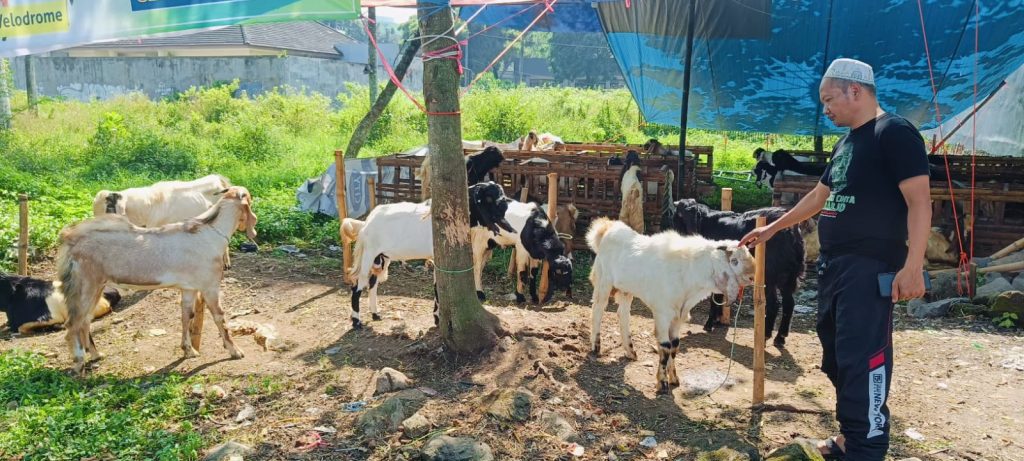 Pedagang kambing Taufiq Bhirawa mengaku ada penurunan penjualan tahun ini. (Foto : Heri Prasetyo)